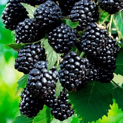 Ежевика ЛОХТЕЙ бесшипная  Ежевика ЛОХТЕЙ бесшипная в Нижнем Новгороде