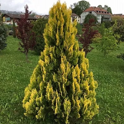 Туя ЕЛЛОУ РИББОН западная  Туя ЕЛЛОУ РИББОН западная в Нижнем Новгороде