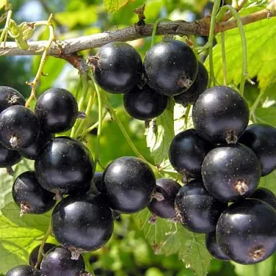 Смородина черная ГАМАЮН  Смородина черная ГАМАЮН в Нижнем Новгороде