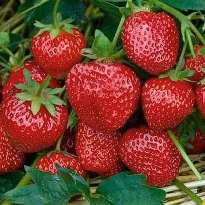 Клубника СЕЛЬВА ремонтантная  Клубника СЕЛЬВА ремонтантная в Нижнем Новгороде