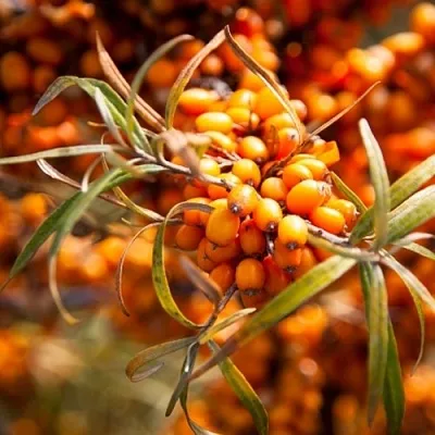 Облепиха ФИНСКАЯ  Облепиха ФИНСКАЯ в Нижнем Новгороде