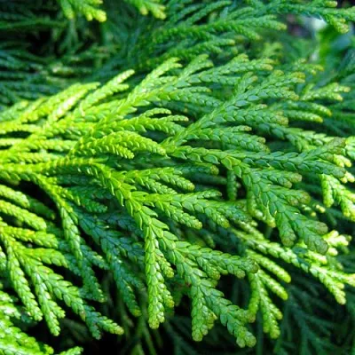 Туевик  Туевик в Нижнем Новгороде