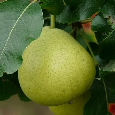 Груша САНРЕМО колонновидная в Нижнем Новгороде