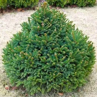 Ель БАРРИ обыкновенная  Ель БАРРИ обыкновенная в Нижнем Новгороде