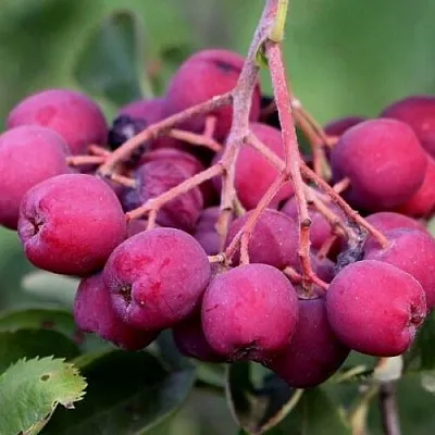 Рябина ДЕСЕРТНАЯ МИЧУРИНА сладкоплодная  Рябина ДЕСЕРТНАЯ МИЧУРИНА сладкоплодная в Нижнем Новгороде