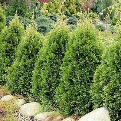 Туя СМАРАГД ВИТБОНТ западная  Туя СМАРАГД ВИТБОНТ западная в Нижнем Новгороде