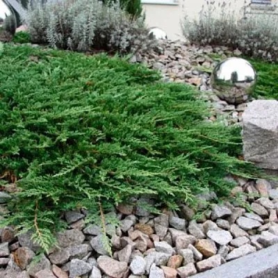 Можжевельник ПРИНЦ ОФ УЭЛЬС горизонтальный  Можжевельник ПРИНЦ ОФ УЭЛЬС горизонтальный в Нижнем Новгороде