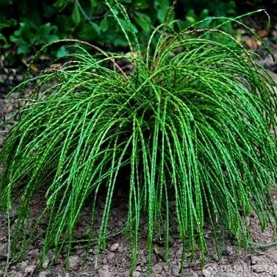 Туя ВИПКОРД складчатая  Туя ВИПКОРД складчатая в Нижнем Новгороде