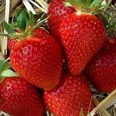 Клубника СИБИЛЛА  Клубника СИБИЛЛА в Нижнем Новгороде