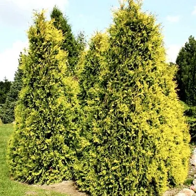 Туя САЛЛАНД западная  Туя САЛЛАНД западная в Нижнем Новгороде
