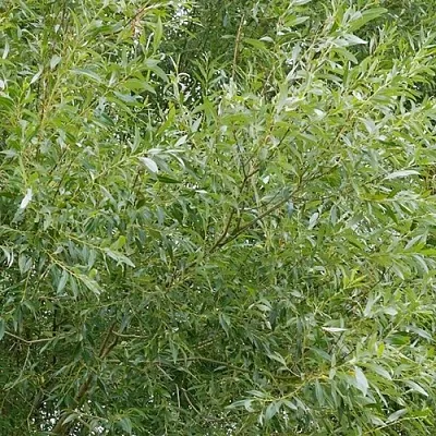 Ива ВИТЕЛЛИНА белая   Ива ВИТЕЛЛИНА белая  в Нижнем Новгороде