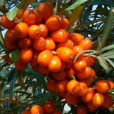 Облепиха ПЛАМЕННАЯ  Облепиха ПЛАМЕННАЯ в Нижнем Новгороде