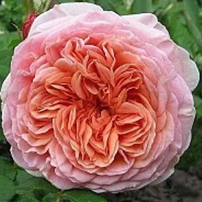 Саженцы роз АБРАХАМ ДЕРБИ английская в Нижнем Новгороде