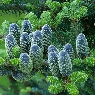 Пихта  Пихта в Нижнем Новгороде