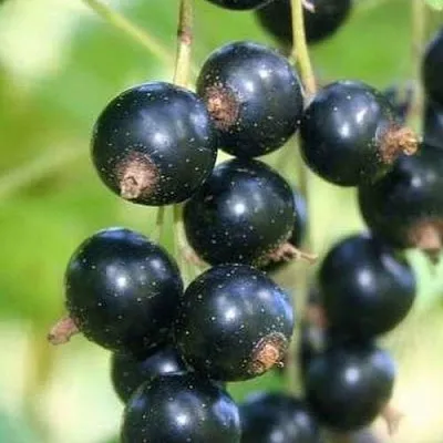 Смородина черная СТРЕЛЕЦ  Смородина черная СТРЕЛЕЦ в Нижнем Новгороде