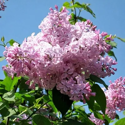 Сирень БУФФОН  Сирень БУФФОН в Нижнем Новгороде