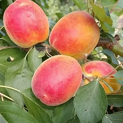 Абрикос ОСОБЕННЫЙ ДЕНИСЮКА  Абрикос ОСОБЕННЫЙ ДЕНИСЮКА в Нижнем Новгороде