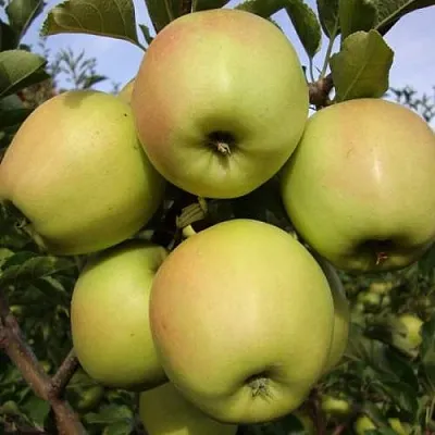 Яблоня СКИФСКОЕ ЗОЛОТО  Яблоня СКИФСКОЕ ЗОЛОТО в Нижнем Новгороде