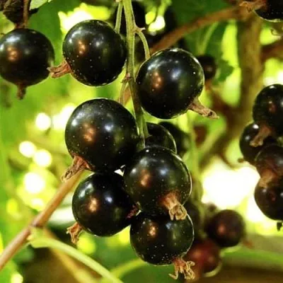 Смородина чёрная НАРА  Смородина чёрная НАРА в Нижнем Новгороде