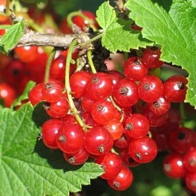 Смородина красная РАЧКОВСКАЯ  Смородина красная РАЧКОВСКАЯ в Нижнем Новгороде