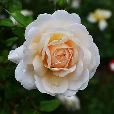 Саженцы роз КРОКУС РОУЗ английская в Нижнем Новгороде