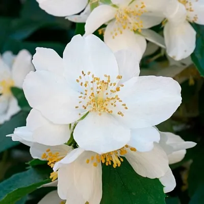 Жасмин ЮСТИНКА  Жасмин ЮСТИНКА в Нижнем Новгороде