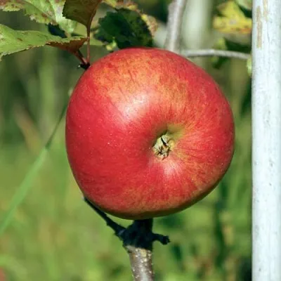 Яблоня ДЫЯМЕНТ  Яблоня ДЫЯМЕНТ в Нижнем Новгороде