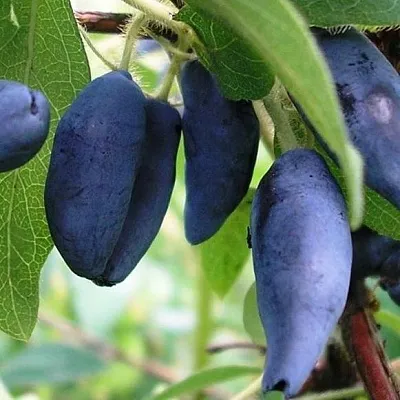 Жимолость съедобная в Нижнем Новгороде