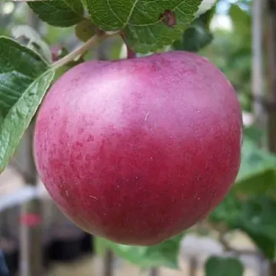 Яблоня НОРИС  Яблоня НОРИС в Нижнем Новгороде