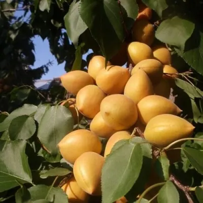 Абрикос МАНИТОБА — описание сорта Абрикос МАНИТОБА в Нижнем Новгороде