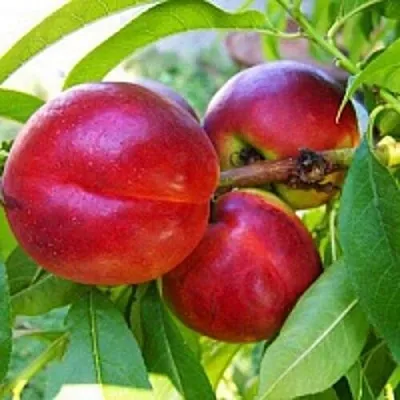 Нектарин в Нижнем Новгороде