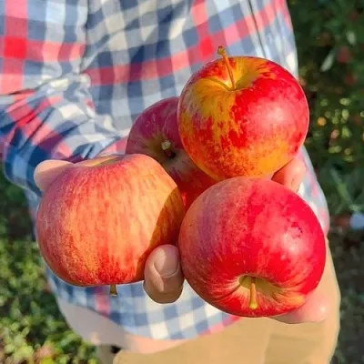 Яблоня КРАСАВИТА  Яблоня КРАСАВИТА в Нижнем Новгороде
