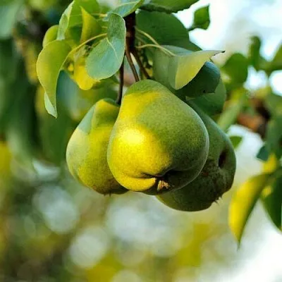 Груша СТОЛИЧНАЯ колонновидная в Нижнем Новгороде