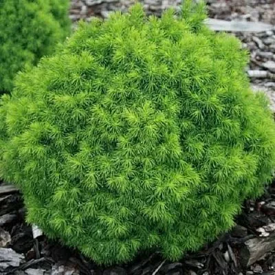 Ель АЛЬБЕРТА ГЛОБ сизая  Ель АЛЬБЕРТА ГЛОБ сизая в Нижнем Новгороде