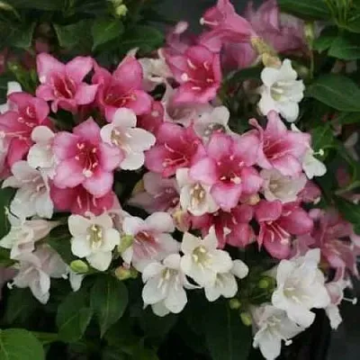 Вейгела КАРНАВАЛ  Вейгела КАРНАВАЛ в Нижнем Новгороде