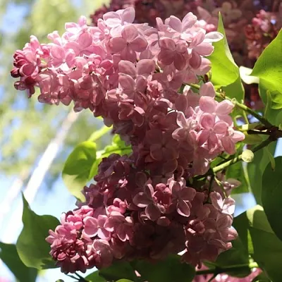 Сирень МЕДОВЫЙ СПАС  Сирень МЕДОВЫЙ СПАС в Нижнем Новгороде