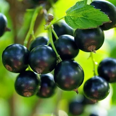 Смородина чёрная ВЕЛОЙ (ЛЕНИНГРАДСКАЯ СЛАДКАЯ)  Смородина чёрная ВЕЛОЙ (ЛЕНИНГРАДСКАЯ СЛАДКАЯ) в Нижнем Новгороде