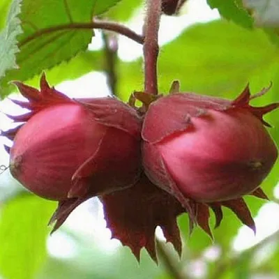 Фундук АЙВЕНГО  Фундук АЙВЕНГО в Нижнем Новгороде