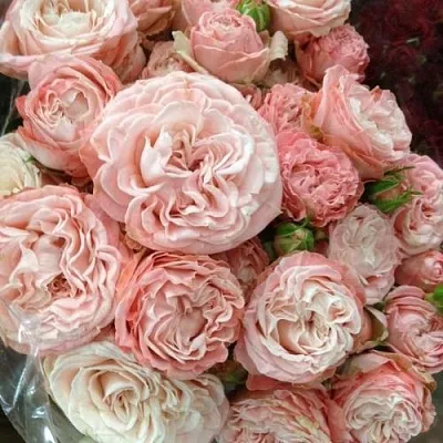 Саженцы роз МАДАМ БОМБАСТИК спрей  Саженцы роз МАДАМ БОМБАСТИК спрей в Нижнем Новгороде