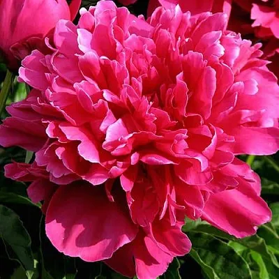 Пион ВИКТУАР ДЕ ЛА МАРН травянистый  Пион ВИКТУАР ДЕ ЛА МАРН травянистый в Нижнем Новгороде