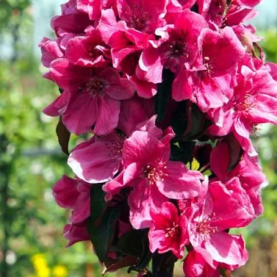 Яблоня МАЛИНОВОЕ ОЖЕРЕЛЬЕ колонновидная  Яблоня МАЛИНОВОЕ ОЖЕРЕЛЬЕ колонновидная в Нижнем Новгороде