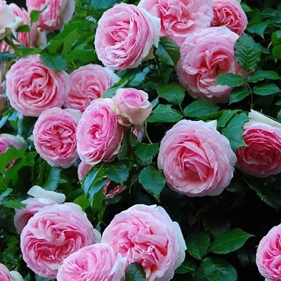 Саженцы роз ПЬЕР ДЕ РОНСАР плетистая  Саженцы роз ПЬЕР ДЕ РОНСАР плетистая в Нижнем Новгороде