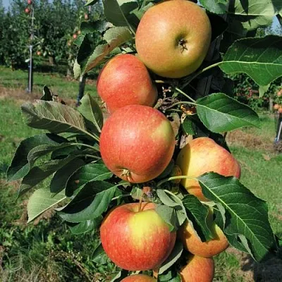 Яблоня ВОСТОРГ колонновидная  Яблоня ВОСТОРГ колонновидная в Нижнем Новгороде