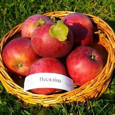 Яблоня ВЕСЯЛИНА  Яблоня ВЕСЯЛИНА в Нижнем Новгороде