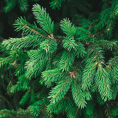 Ель  Ель в Нижнем Новгороде