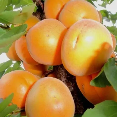 Абрикос ДЕСЕРТНЫЙ — описание сорта Абрикос ДЕСЕРТНЫЙ в Нижнем Новгороде