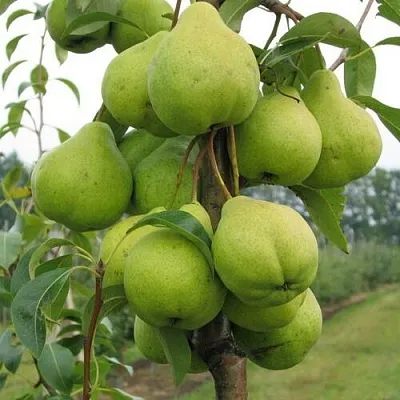 Груша ДЕКОР колонновидная в Нижнем Новгороде