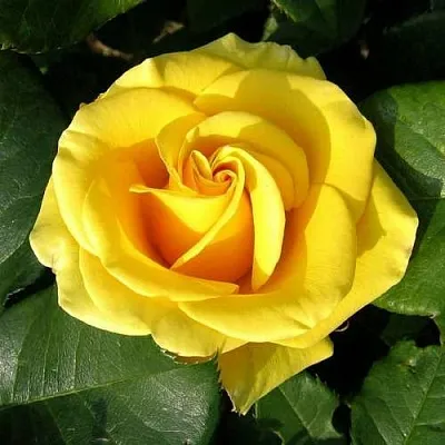 Саженцы роз ПАПИЛОН чайно-гибридная  Саженцы роз ПАПИЛОН чайно-гибридная в Нижнем Новгороде