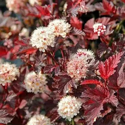 Пузыреплодник ЛЕДИ ИН РЕД в Нижнем Новгороде