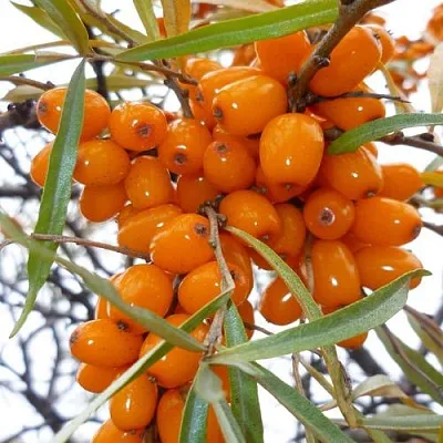 Облепиха КОСТЕР  Облепиха КОСТЕР в Нижнем Новгороде